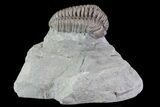 , D Flexicalymene Trilobite - Ohio #68598-2